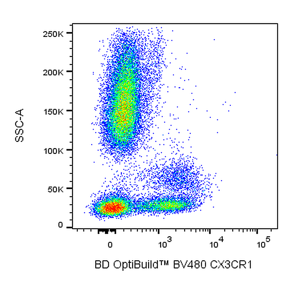 BD BV480 Rat Anti-Human CX3CR1