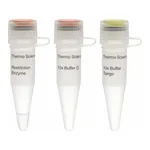 Thermo Fisher Scientific BglII (10 U/μL), 500 units