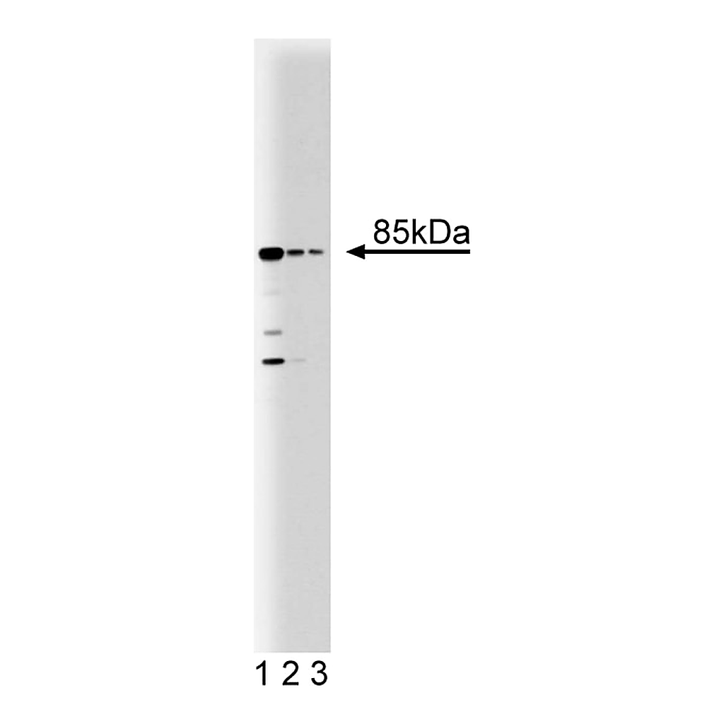 BD Purified Mouse Anti-Human Transferrin Receptor