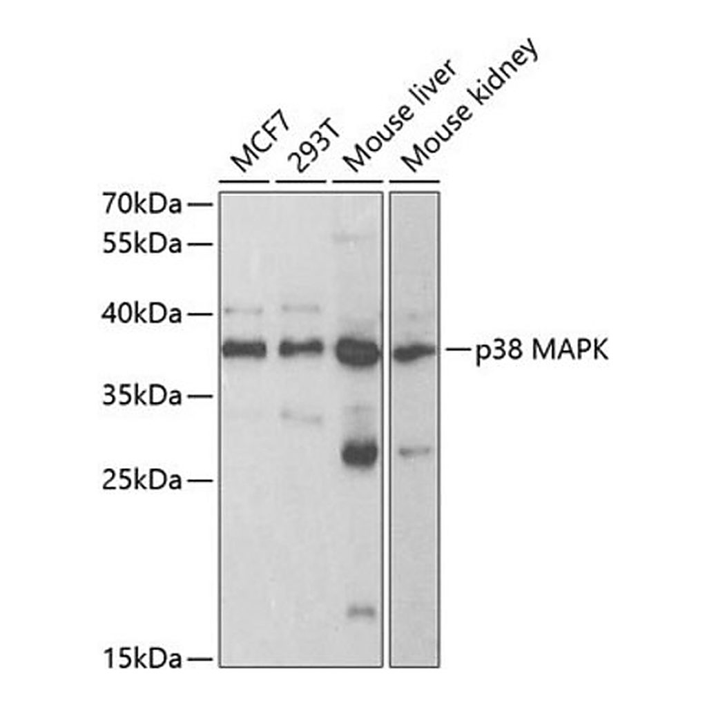 Merck Anti-p38 MAPK antibody produced in rabbit