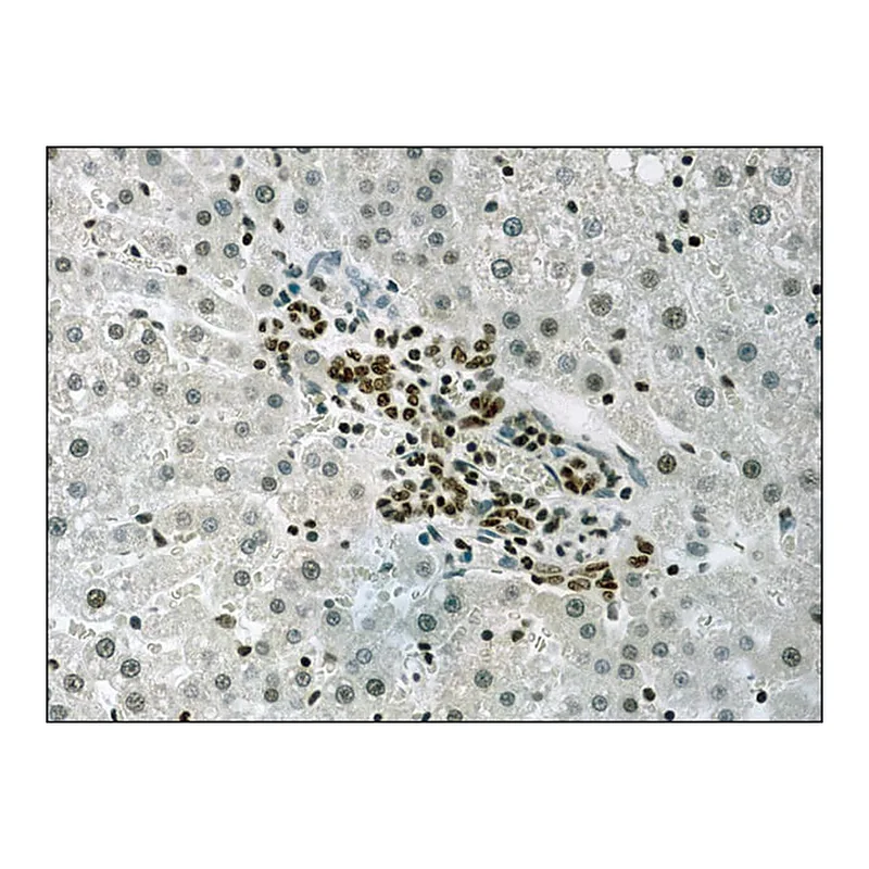 Merck Anti-acetyl-Histone H3 (Ac-Lys9) antibody produced in rabbit