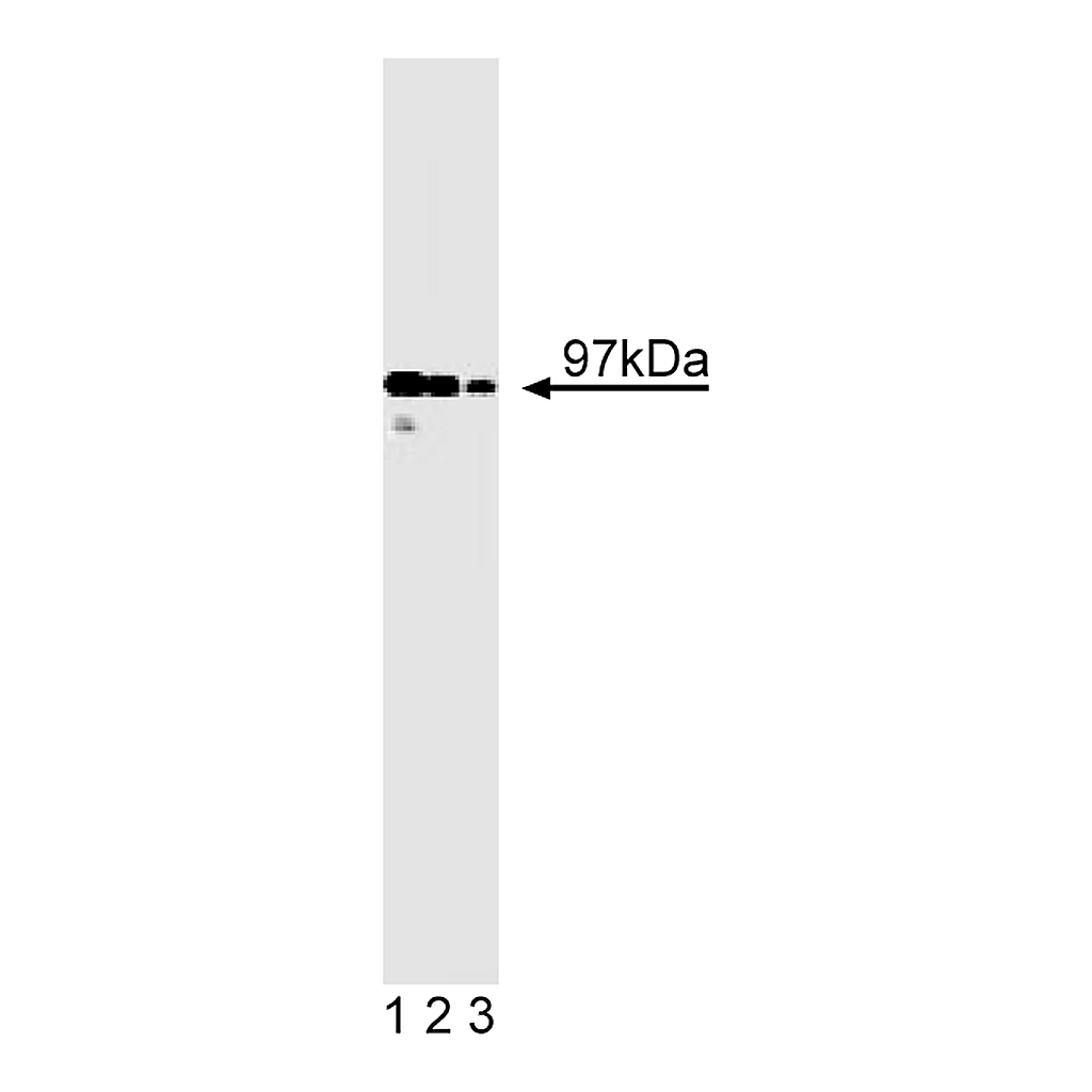 BD Purified Mouse Anti-ICBP90