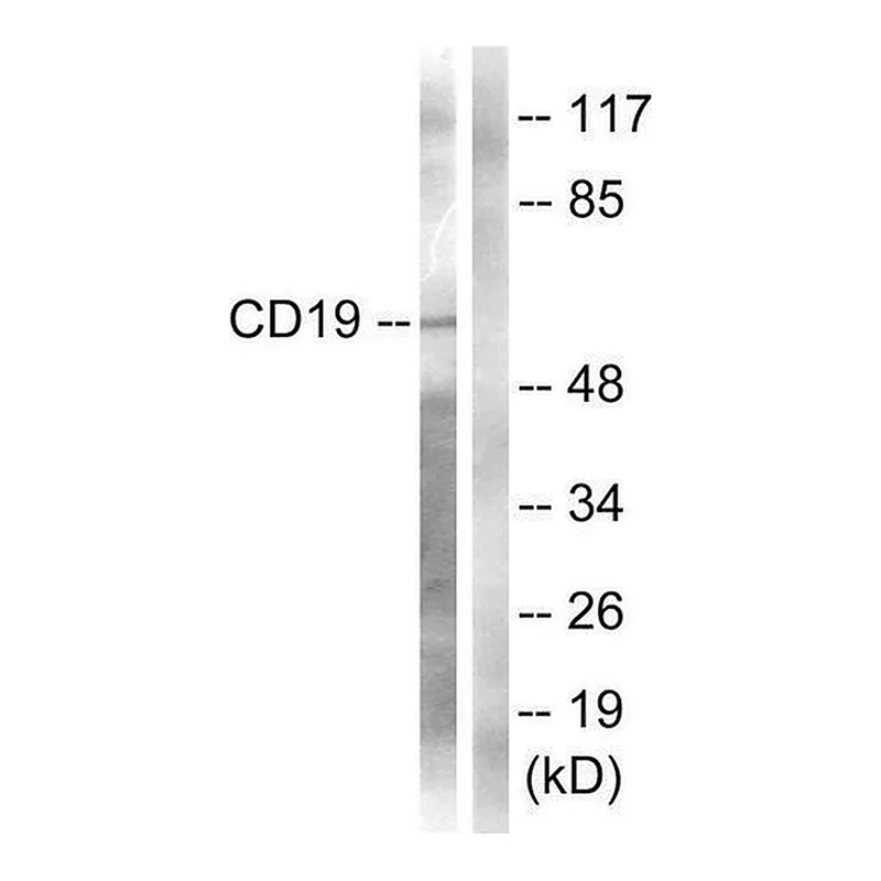 Merck Anti-CD19 antibody produced in rabbit