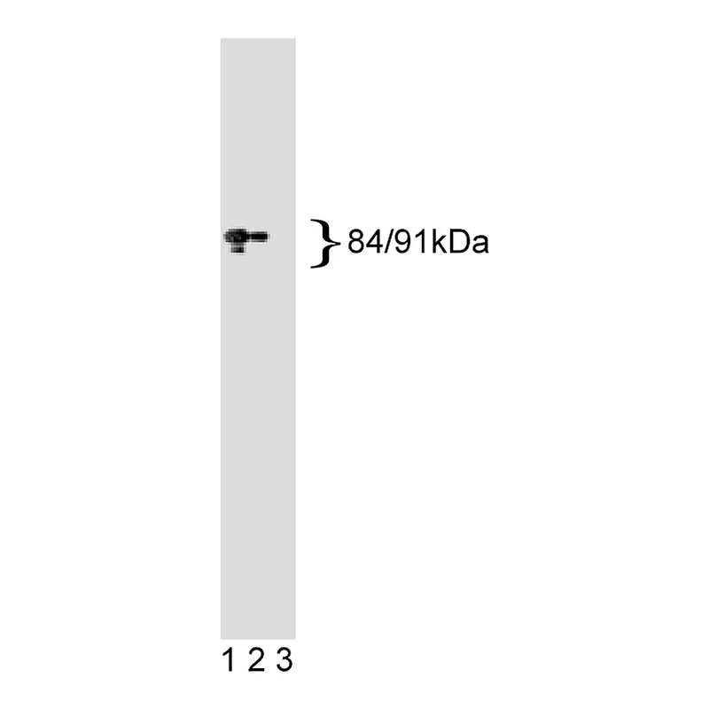 BD Purified Mouse Anti-Total Stat1 (N-terminus)
