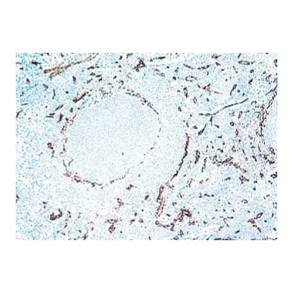 BD Purified Rat Anti-Mouse Panendothelial Cell Antigen