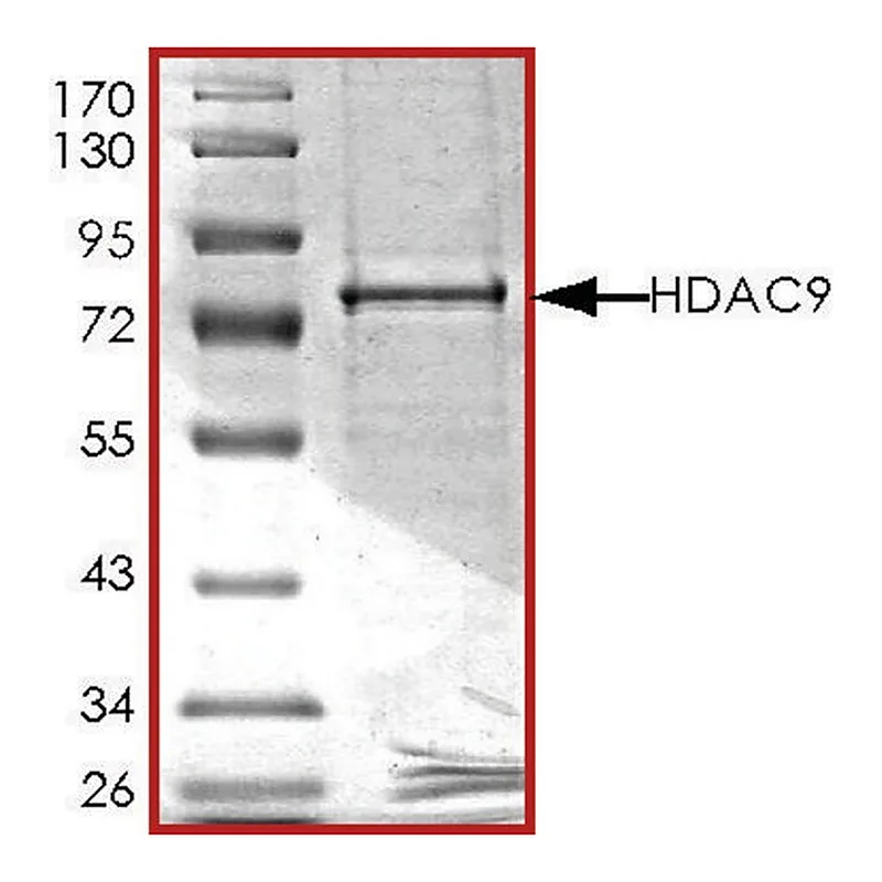 Merck HDAC9, active, GST tagged human