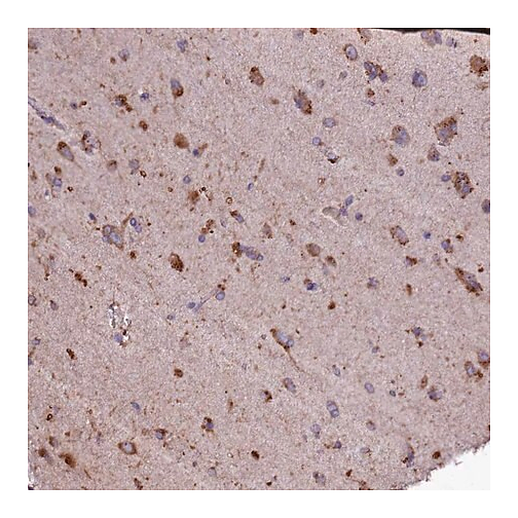 Merck Anti-SELENOT antibody produced in rabbit