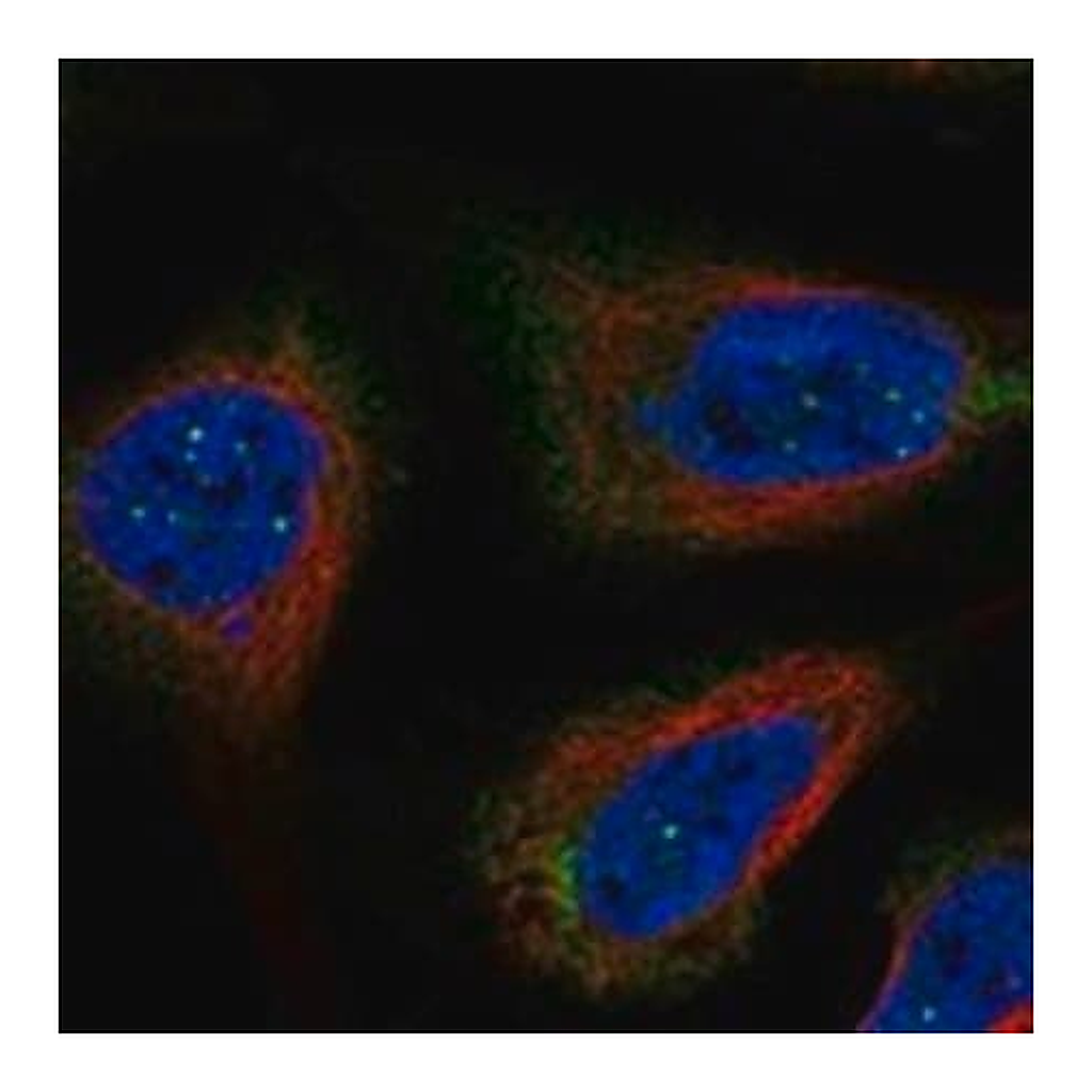 Merck Anti-RNF32 antibody produced in rabbit