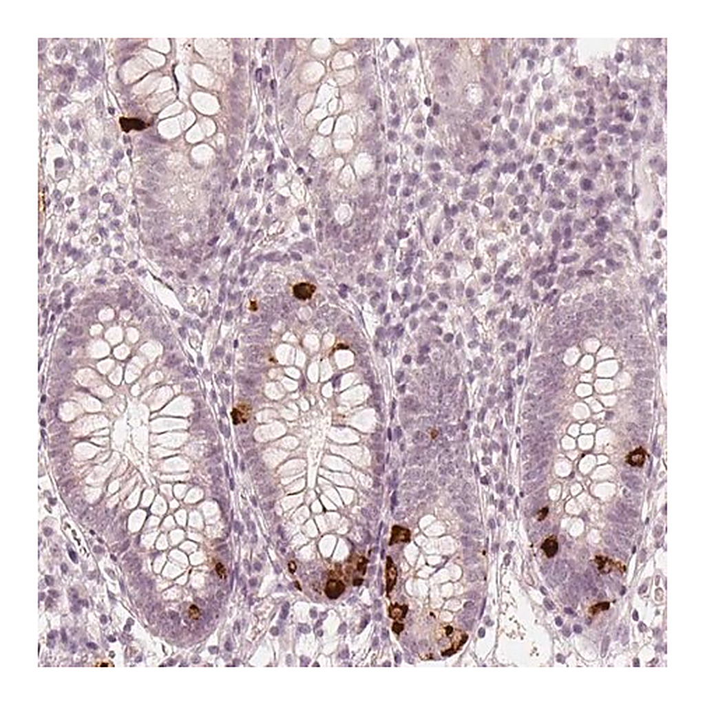 Merck Anti-NPSR1 antibody produced in rabbit