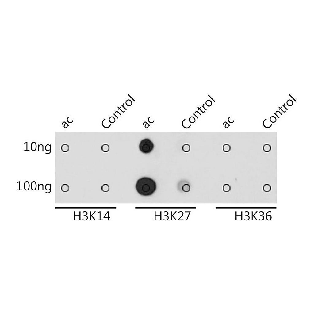 Merck Anti-Acetyl-Histone H3-K27 antibody produced in rabbit