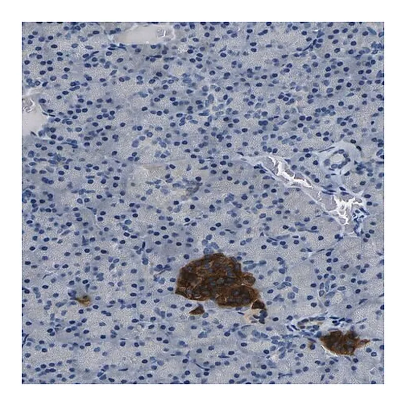 Merck Anti-FAM159B antibody produced in rabbit