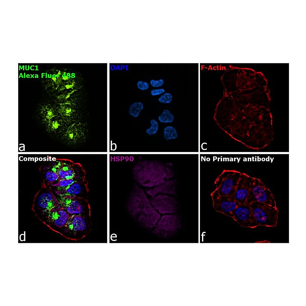 Thermo Fisher Scientific Goat anti-Armenian Hamster IgG (H+L) Highly Cross-Adsorbed Secondary Antibody, Alexa Fluor 488
