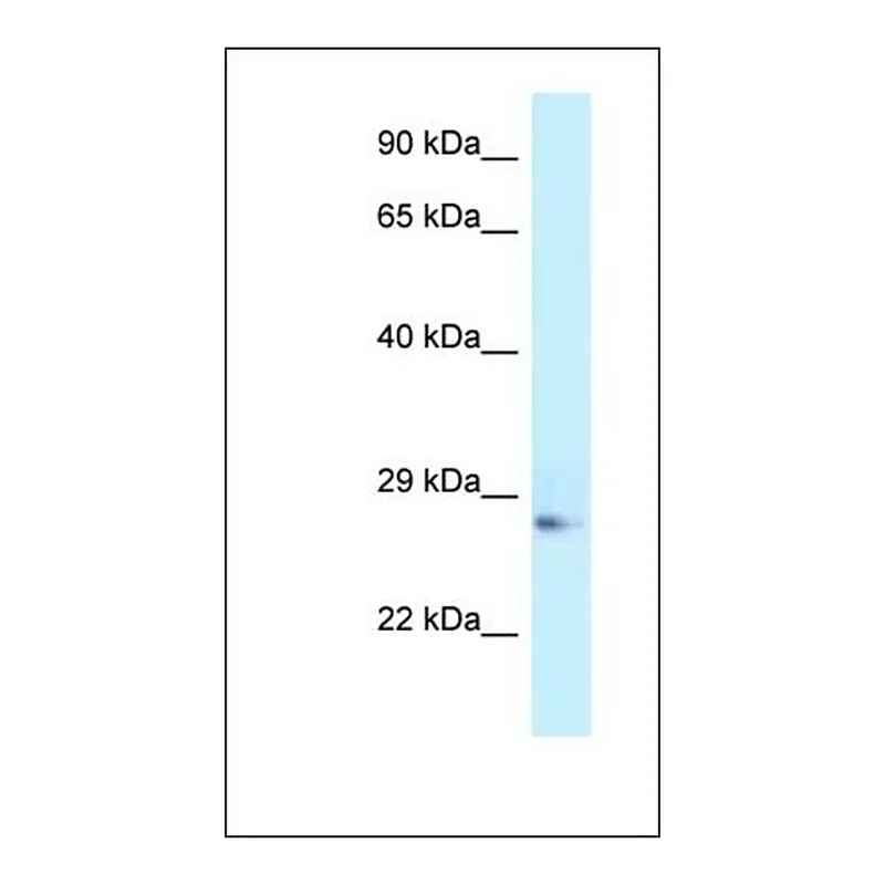 Merck Anti-APOA1 antibody produced in rabbit