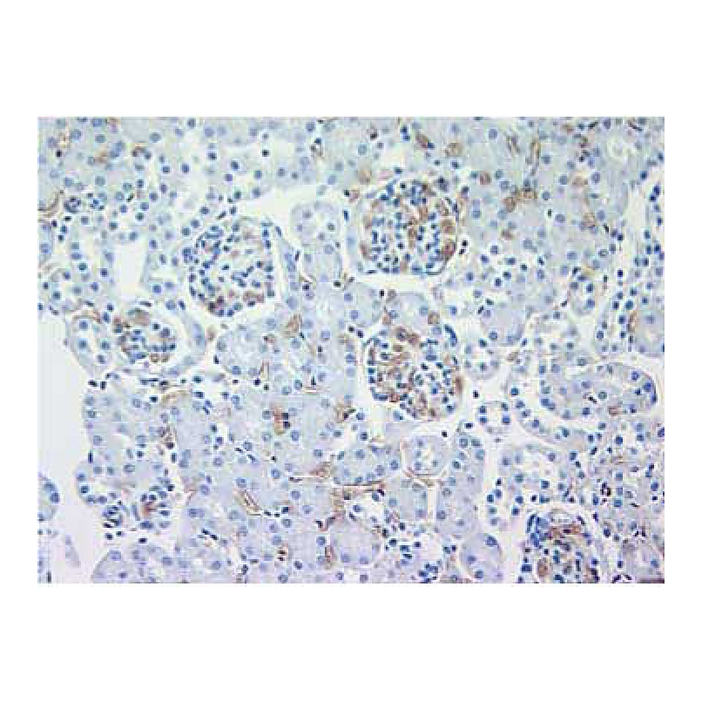 BD Purified Rat Anti-Mouse TER-119/Erythroid Cells