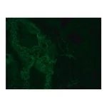 Merck Monoclonal Anti-HLA Class I Antigen-FITC antibody produced in mouse