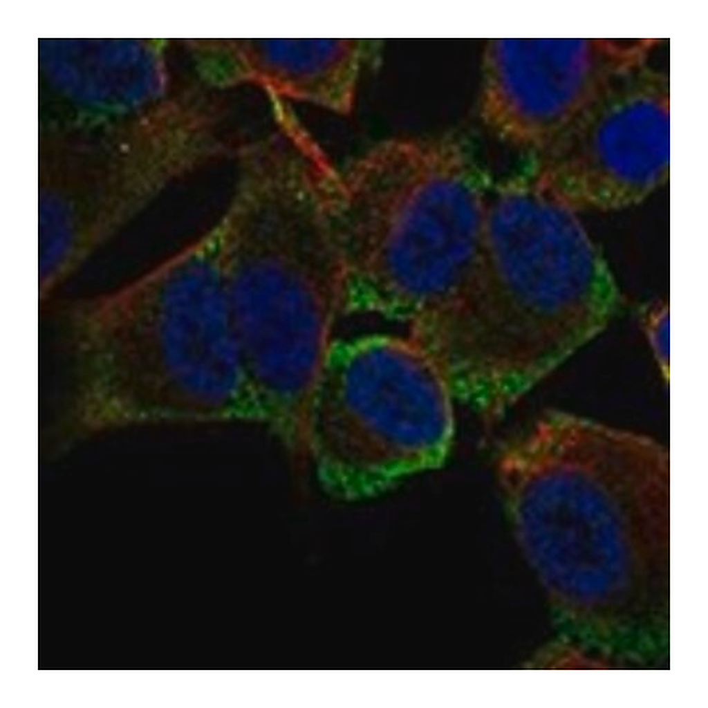 Merck Anti-MSI2 antibody produced in rabbit