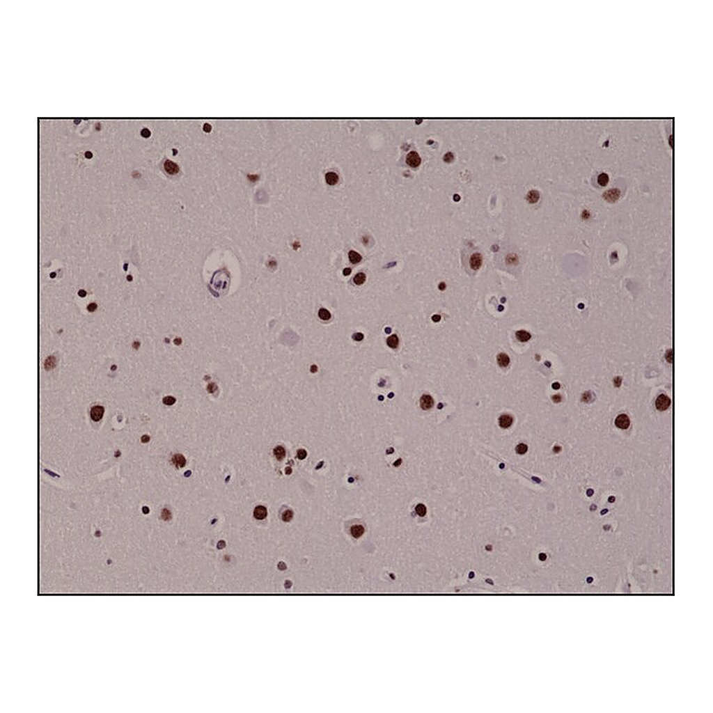 Merck Anti-5-Hydroxymethylcytosine antibody, Rabbit monoclonal