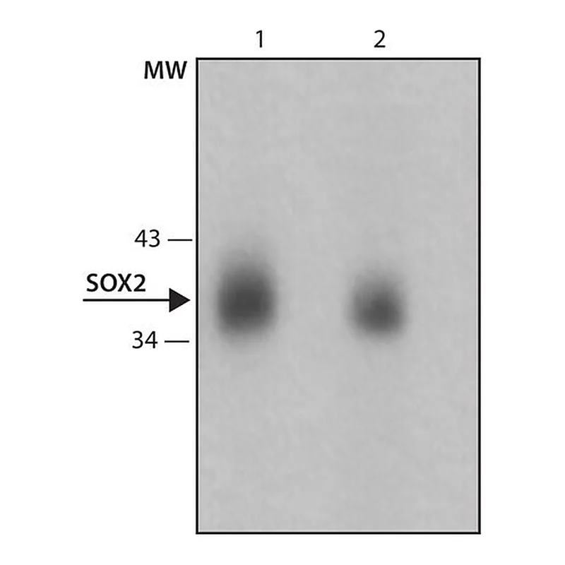 Merck Anti-Sox2 antibody, Mouse monoclonal