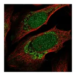 Atlas Antibodies Anti-ZNF223 Antibody