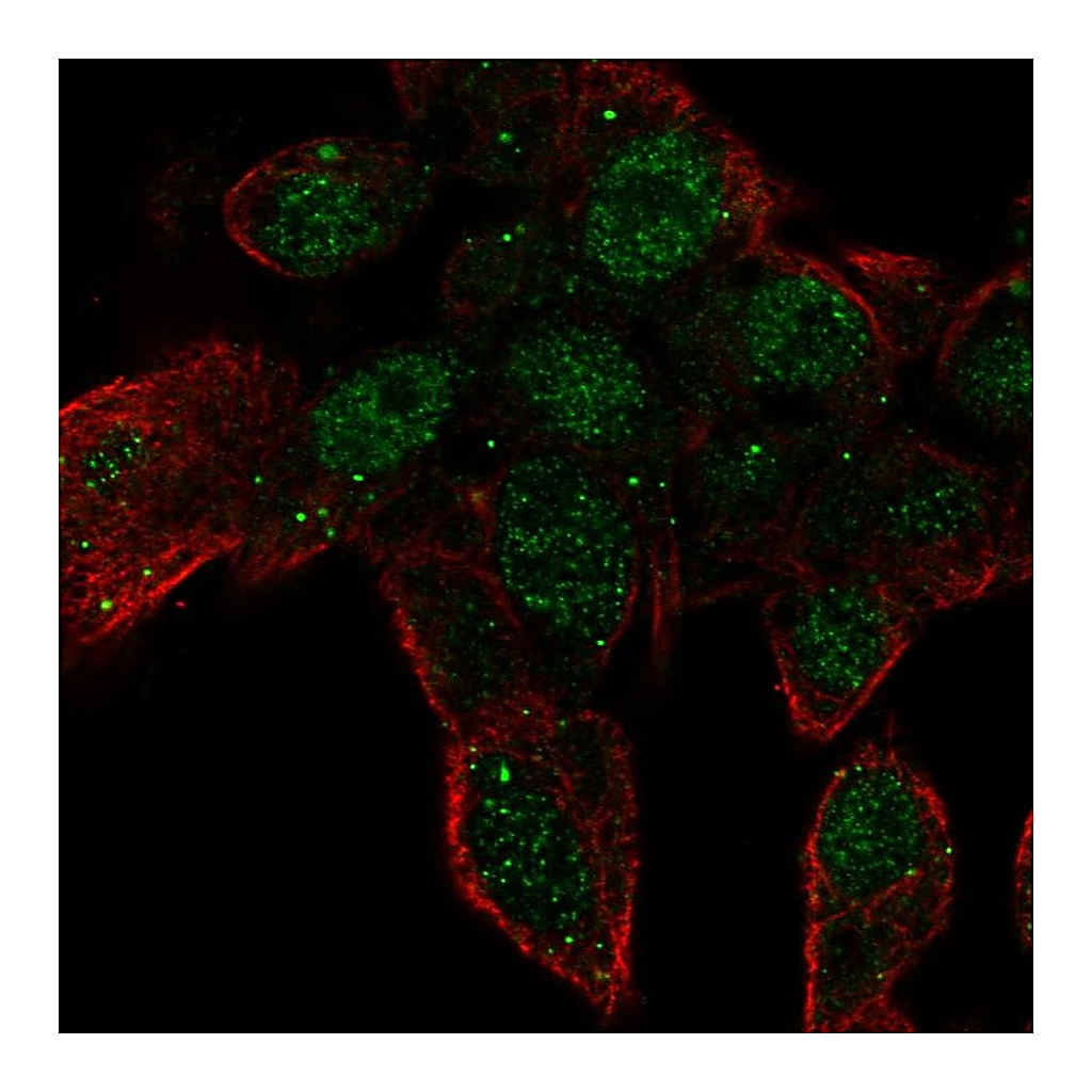 Atlas Antibodies Anti-ZNF232 Antibody