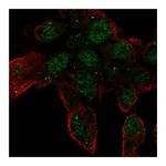 Atlas Antibodies Anti-ZNF232 Antibody