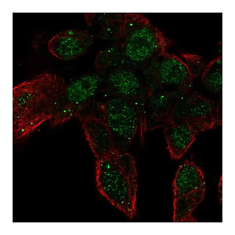 Atlas Antibodies Anti-ZNF232 Antibody