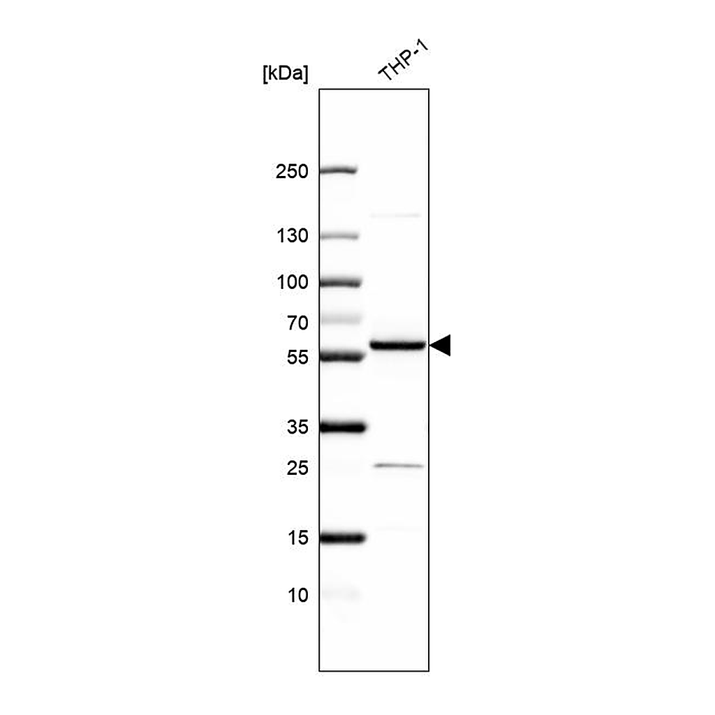 Atlas Antibodies Anti-ZNF230 Antibody