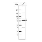 Atlas Antibodies Anti-ZNF230 Antibody