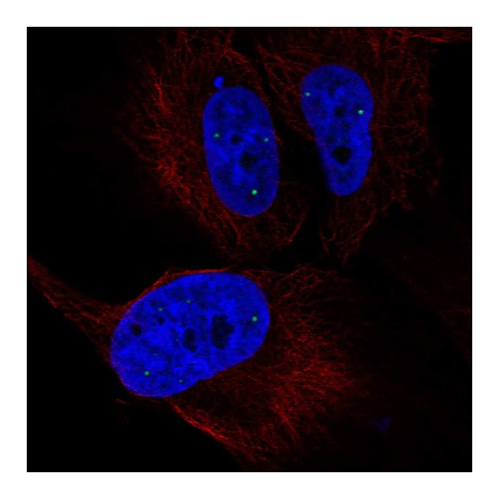 Atlas Antibodies Anti-ZNF239 Antibody