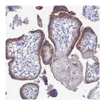Atlas Antibodies Anti-ZNF26 Antibody
