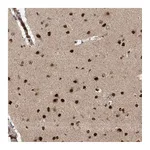 Atlas Antibodies Anti-ZNF280D Antibody