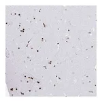 Atlas Antibodies Anti-ZNF280C Antibody
