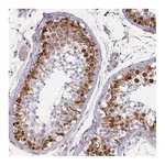 Atlas Antibodies Anti-ZNF280C Antibody