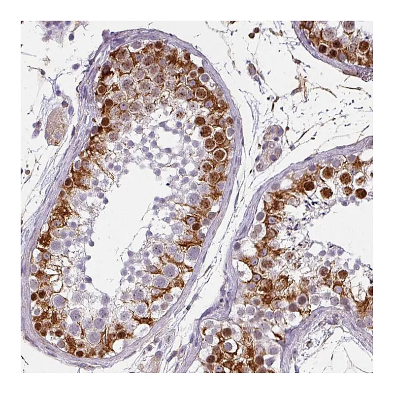 Atlas Antibodies Anti-ZNF280C Antibody