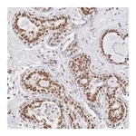 Atlas Antibodies Anti-ZNF275 Antibody