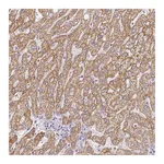 Atlas Antibodies Anti-ZNF280B Antibody