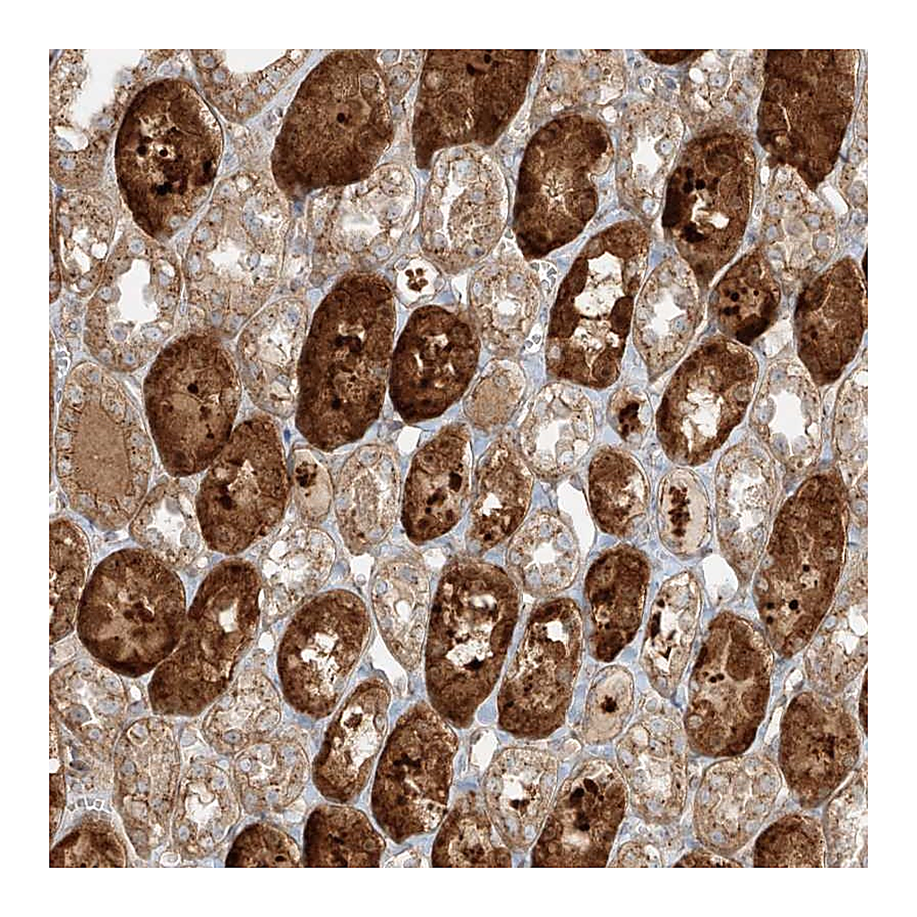 Atlas Antibodies Anti-ZNF287 Antibody