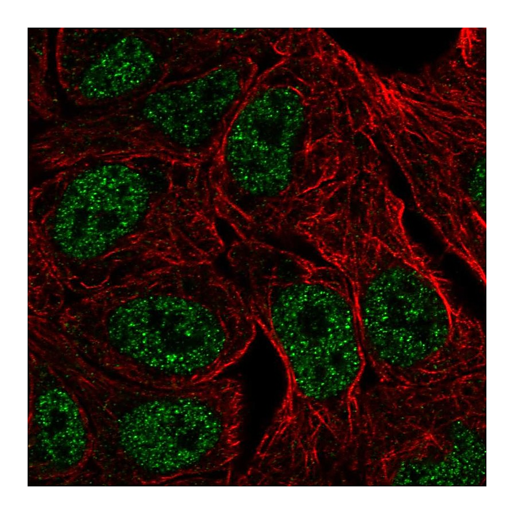 Atlas Antibodies Anti-ZNF283 Antibody