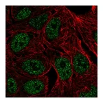 Atlas Antibodies Anti-ZNF283 Antibody