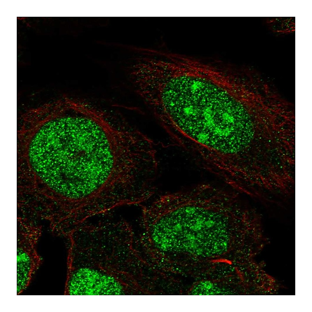 Atlas Antibodies Anti-ZNF300 Antibody