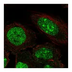 Atlas Antibodies Anti-ZNF300 Antibody