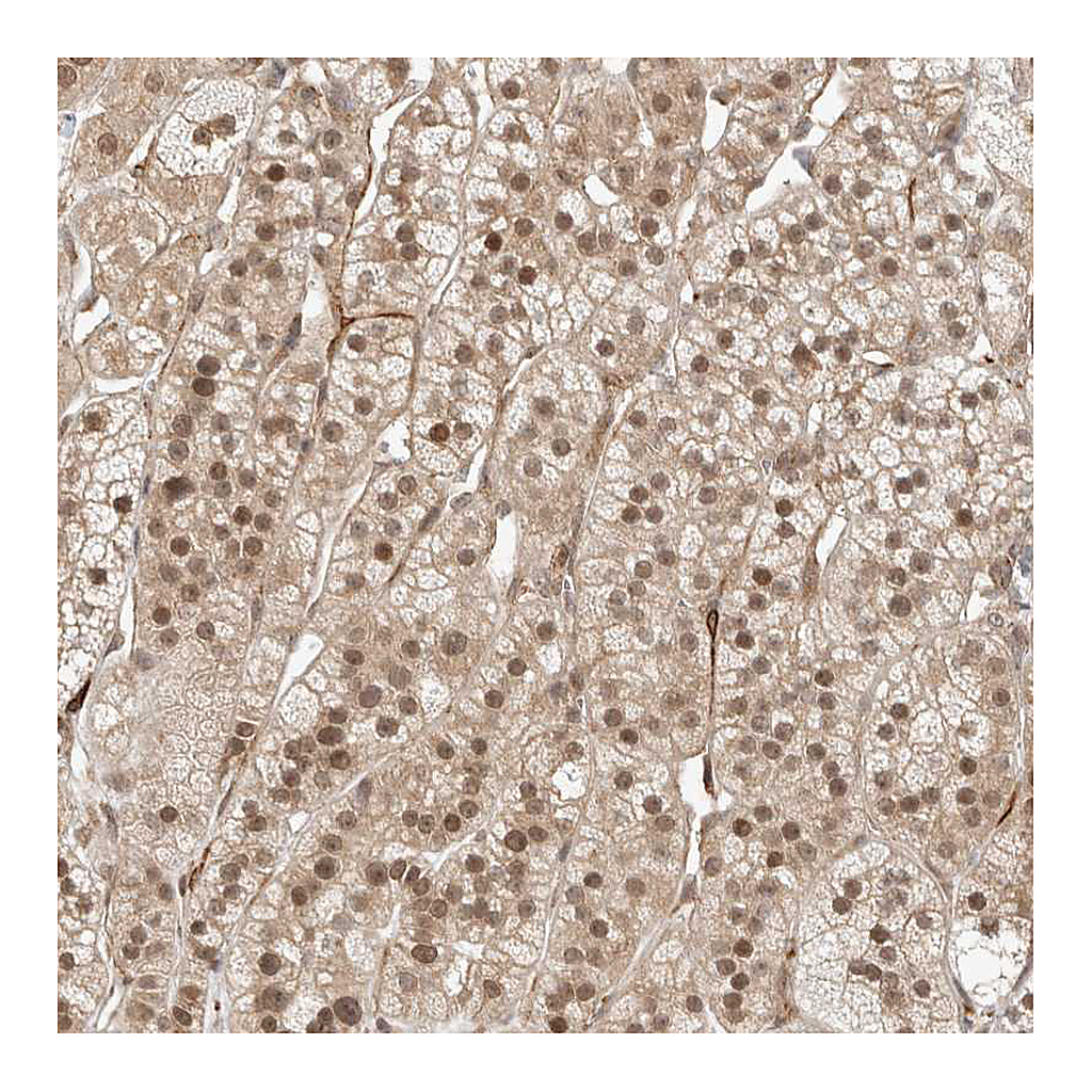 Atlas Antibodies Anti-ZNF318 Antibody
