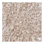 Atlas Antibodies Anti-ZNF318 Antibody