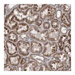 Atlas Antibodies Anti-ZNF324B Antibody