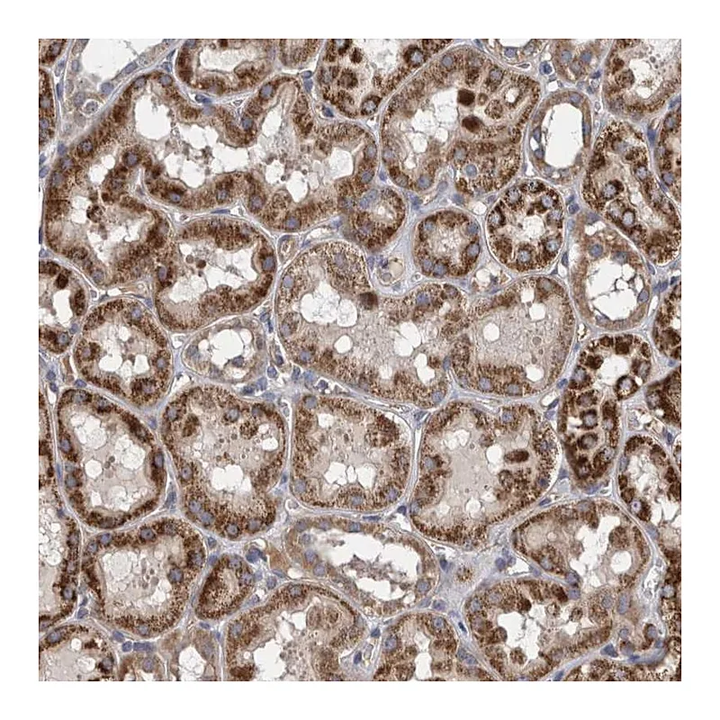 Atlas Antibodies Anti-ZNF324B Antibody