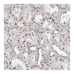 Atlas Antibodies Anti-ZNF326 Antibody