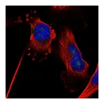 Atlas Antibodies Anti-ZNF330 Antibody