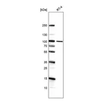 Atlas Antibodies Anti-ZNF341 Antibody
