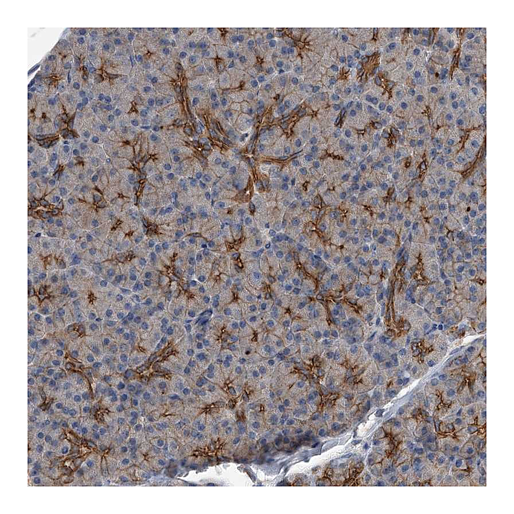 Atlas Antibodies Anti-ZNF343 Antibody