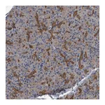 Atlas Antibodies Anti-ZNF343 Antibody